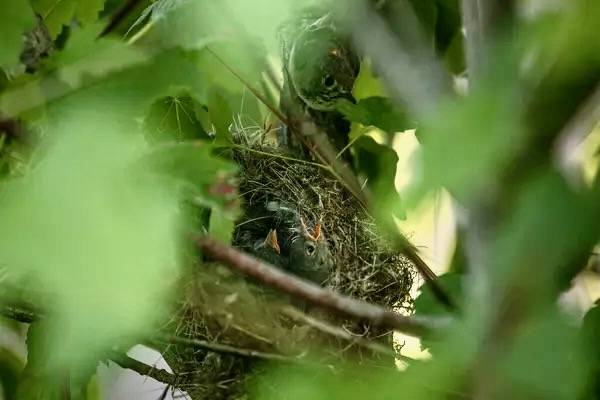 Ruby Crowned Kinglet Nest by GlacierNPS is marked with Public Domain Mark 1.0.